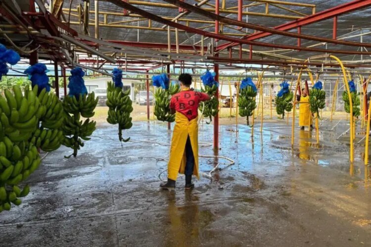 Banana reactivation in Bocas del Toro: 5,065 jobs recovered, says Minister Moltó