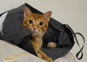 What I learnt as a first-time cat owner
