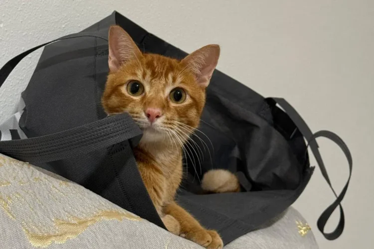What I learnt as a first-time cat owner