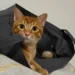 What I learnt as a first-time cat owner