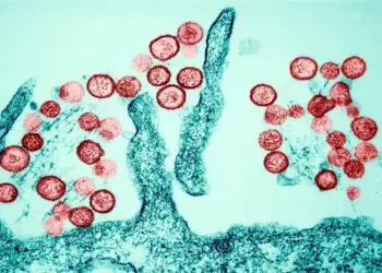 Hanta virus: what the WHO says after deaths on board a ship