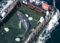 Where is the humpback whale?: Missing transmitter data – donors raise allegations