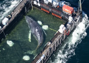 Where is the humpback whale?: Missing transmitter data – donors raise allegations