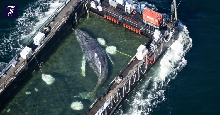 Where is the humpback whale?: Missing transmitter data – donors raise allegations