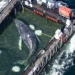 Where is the humpback whale?: Missing transmitter data – donors raise allegations