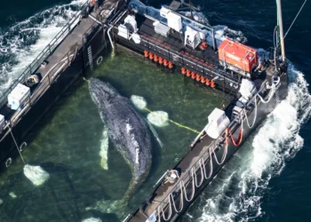 Saving the whale: Ministry requests data from the initiative in writing