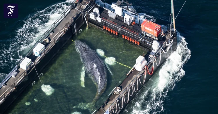 Saving the whale: Ministry requests data from the initiative in writing