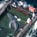 Saving the whale: Ministry requests data from the initiative in writing