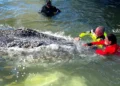 Transport ended: humpback whale released in the North Sea