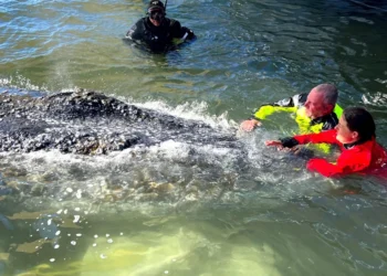 Transport ended: humpback whale released in the North Sea