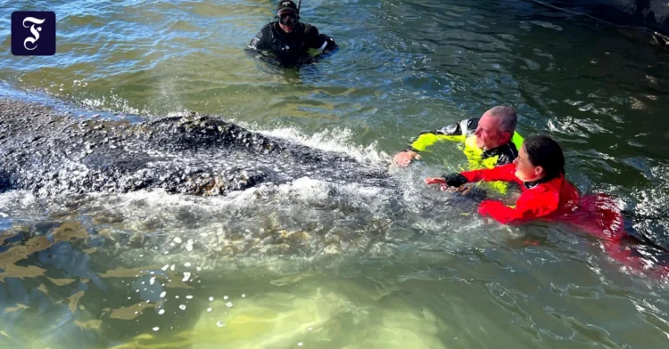 Transport ended: humpback whale released in the North Sea