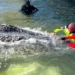 Transport ended: humpback whale released in the North Sea