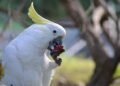Wild parrots copy their friends when deciding whether to try new foods, study finds