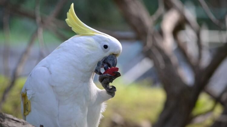 Wild parrots copy their friends when deciding whether to try new foods, study finds