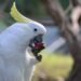 Wild parrots copy their friends when deciding whether to try new foods, study finds