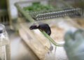 Swiss institute develops AI system to better detect pain in lab mice