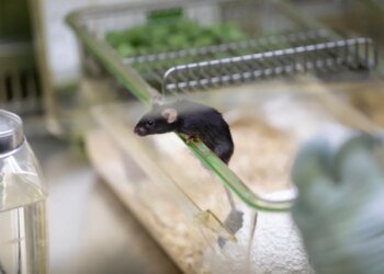Swiss institute develops AI system to better detect pain in lab mice