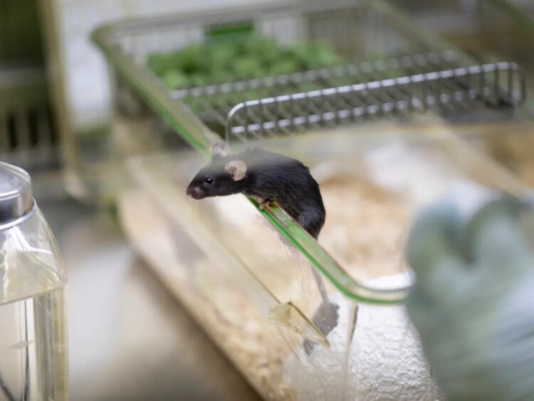 Swiss institute develops AI system to better detect pain in lab mice