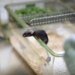 Swiss institute develops AI system to better detect pain in lab mice