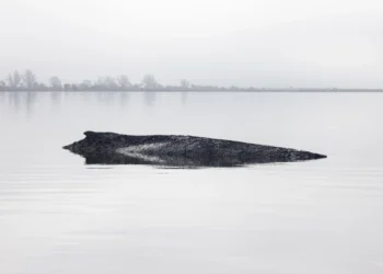 Whale Timmy and the Germans: A country in collective madness