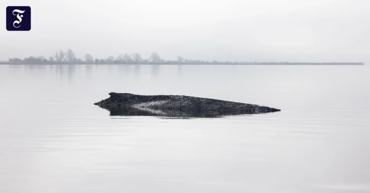 Whale Timmy and the Germans: A country in collective madness