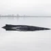 Whale Timmy and the Germans: A country in collective madness