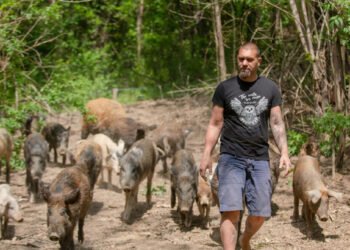 Home and design – The Croat who replaced the city with a forest shocked again: ‘I sold everything. The house, the stables, the land… I’m panicking’