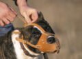 Jutarnji list – A woman in Italy went to feed her pit bull, neighbors heard screams. Doctors amputated her leg