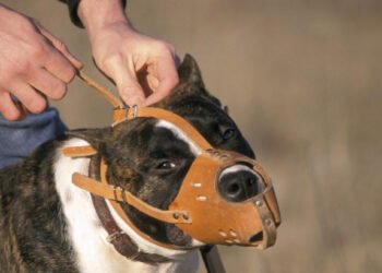 Jutarnji list – A woman in Italy went to feed her pit bull, neighbors heard screams. Doctors amputated her leg