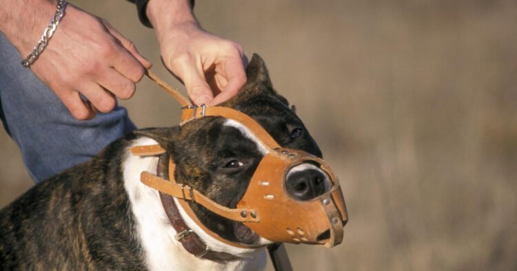 Jutarnji list – A woman in Italy went to feed her pit bull, neighbors heard screams. Doctors amputated her leg
