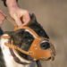 Jutarnji list – A woman in Italy went to feed her pit bull, neighbors heard screams. Doctors amputated her leg