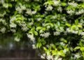 Difference between jasmine and false jasmine: how to recognize them