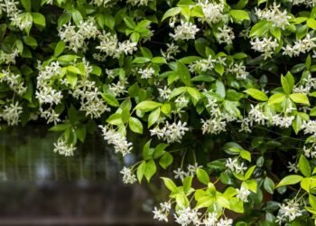 Difference between jasmine and false jasmine: how to recognize them