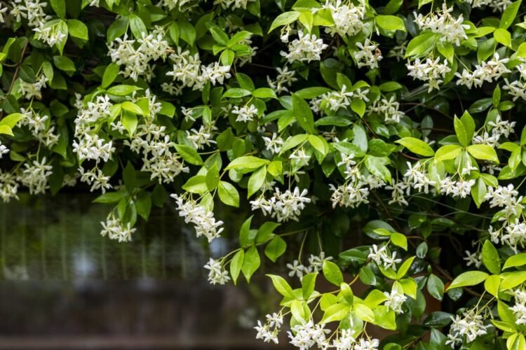Difference between jasmine and false jasmine: how to recognize them