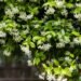 Difference between jasmine and false jasmine: how to recognize them