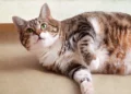 Obesity in cats: The 5 mistakes we make every day and the serious diseases that lurk