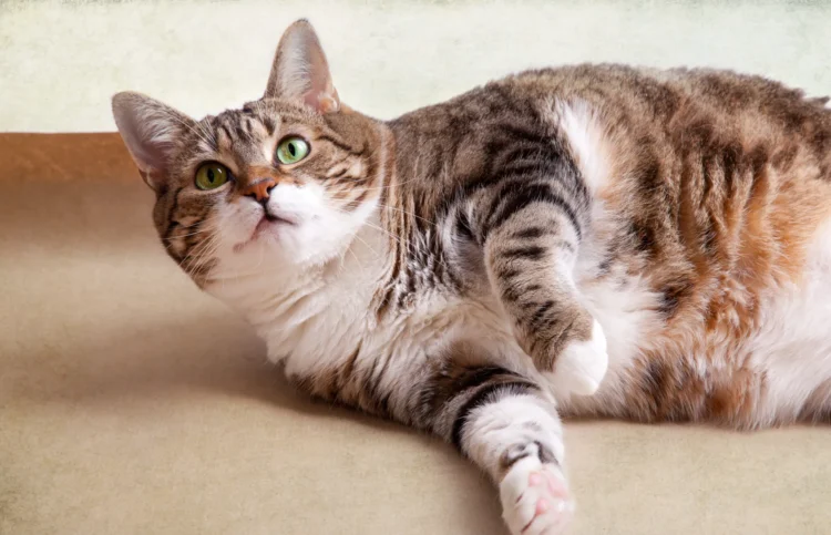Obesity in cats: The 5 mistakes we make every day and the serious diseases that lurk