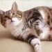 Obesity in cats: The 5 mistakes we make every day and the serious diseases that lurk