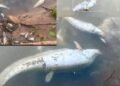 Fish Kill Reported in Sedone River; Public Urged Not to Consume