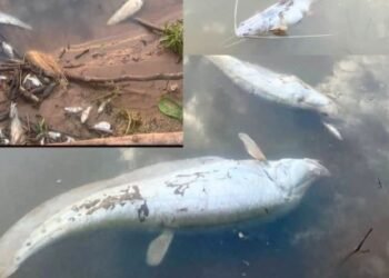 Fish Kill Reported in Sedone River; Public Urged Not to Consume