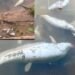 Fish Kill Reported in Sedone River; Public Urged Not to Consume