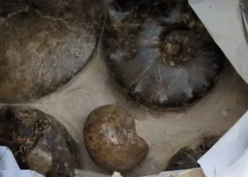 France: Seized 2,000 antiquities smuggled from Algeria