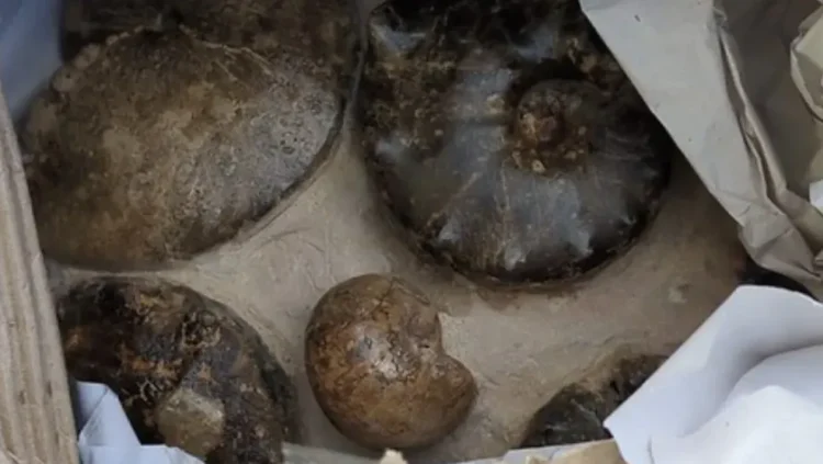France: Seized 2,000 antiquities smuggled from Algeria