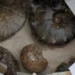 France: Seized 2,000 antiquities smuggled from Algeria