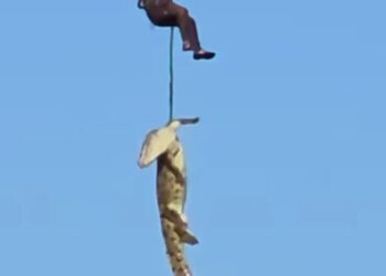 This is how they located the crocodile that had swallowed businessman Gabriel Batista