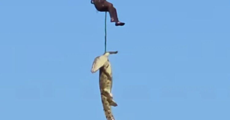 This is how they located the crocodile that had swallowed businessman Gabriel Batista