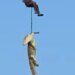This is how they located the crocodile that had swallowed businessman Gabriel Batista