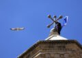 Slobodna Dalmacija – Split’s ‘Spiderman’ left everyone breathless again; everyone looked at him on the way to the top, this time he also had company…