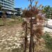 Slobodna Dalmacija – Sad scenes from the favorite destination of the people of Split: ‘Horticulture has more or less failed. What a small million thrown in the wind!’