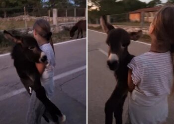 Slobodna Dalmacija – VIDEO What a meltdown! A small load has arrived in the family, you have to see the happiness of this little girl. Yes, there is more of this…